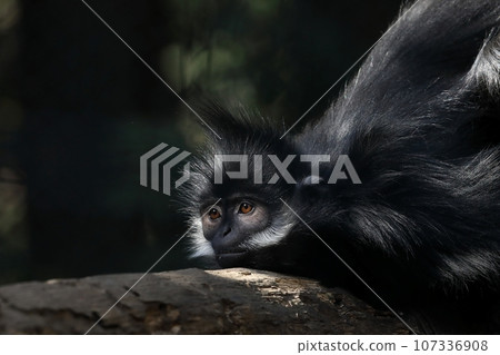 Franco Warton lying down in a tree 107336908