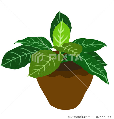 ornamental plant 107336953
