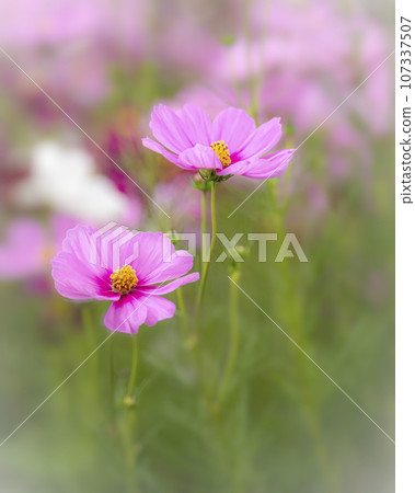 粉紅色的波斯菊花盛開 粉紅色的波斯菊花盛開 107337507