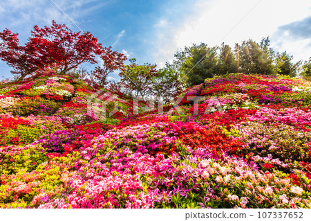 松本杜鵑花園杜鵑花[長崎縣大村市] 107337652