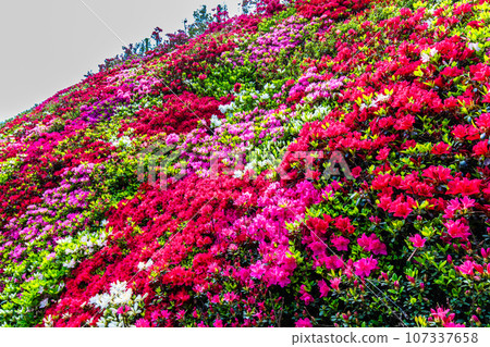 松本杜鵑花園杜鵑花[長崎縣大村市] 107337658