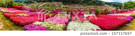 松本杜鵑花園杜鵑花全景[長崎縣大村市] 107337697