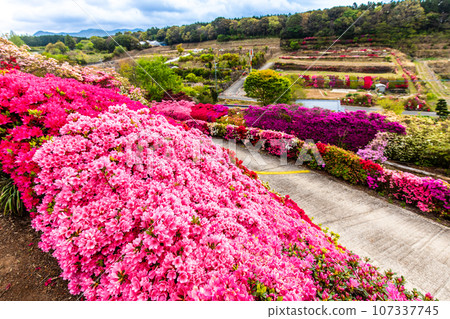 Matsumoto Azalea Gardens Azalea [Omura City, Nagasaki Prefecture] 107337745