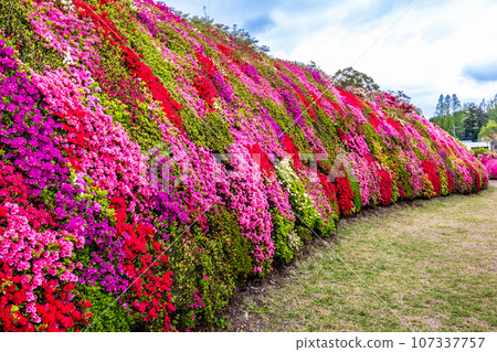 Matsumoto Azalea Gardens Azalea [Omura City, Nagasaki Prefecture] 107337757