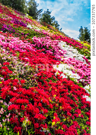 Matsumoto Azalea Gardens Azalea [Omura City, Nagasaki Prefecture] 107337765