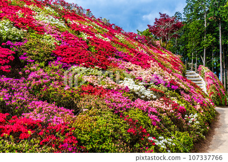 Matsumoto Azalea Gardens Azalea [Omura City, Nagasaki Prefecture] 107337766