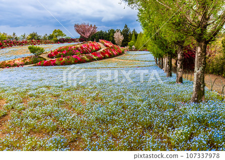 松本杜鵑花園的粉蝶花和杜鵑花【長崎縣大村市】 松本杜鵑花園的粉蝶花和杜鵑花【長崎縣大村市】 107337978