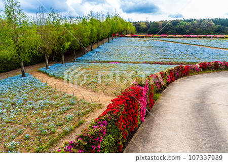 松本杜鵑花園的粉蝶花和杜鵑花【長崎縣大村市】 107337989