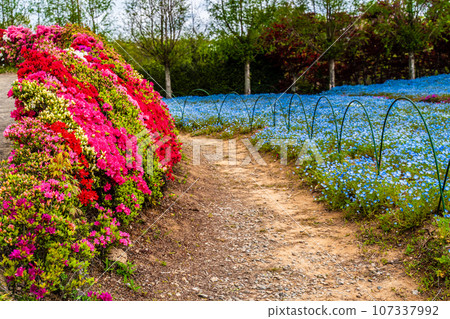 Nemophila and azaleas at Matsumoto Azalea Garden [Omura City, Nagasaki Prefecture] 107337992