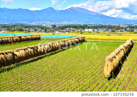 從佐久市根岸眺望淺間山（長野縣佐久市） [2023.9] 107338256