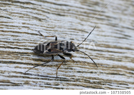 Closeup on a large, elongate and long-legged ground bug , Rhyparochromus vulgaris sitting on wood 107338505