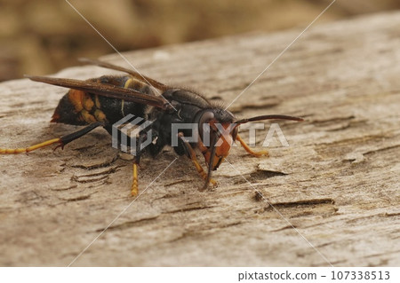 Closeup on the invasive and aggressive a dark Asian yellow-legged hornet , Vespa velutina Closeup on the invasive and aggressive a dark Asian yellow-legged hornet , Vespa velutina 107338513