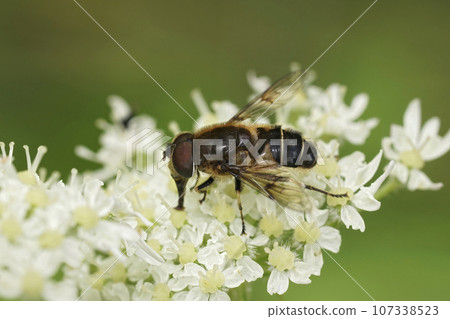Closeup on a Spot-winged Drone Fly, Eristalis rupium sitting on 107338523