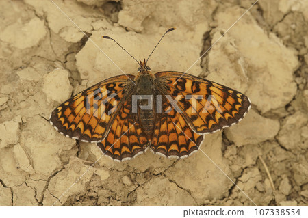 Closeup on a fresh emerged , colorful Glanville Fritillary butterfly, Melitaea cinxia, with spread wings on the ground Closeup on a fresh emerged , colorful Glanville Fritillary butterfly, Melitaea cinxia, with spread wings on the ground 107338554