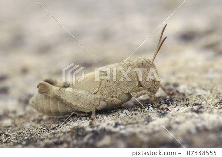 Closeup on a pale colored nymph , juvenile of a Mediterranean Oedipoda grasshopper sitting on a stone Closeup on a pale colored nymph , juvenile of a Mediterranean Oedipoda grasshopper sitting on a stone 107338555