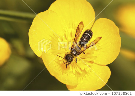 Closeup on a female of the large or sleepy scissor bee, Chelostoma florisomne in a yellow buttercup flower 107338561