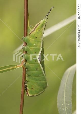 Vertical closeup on a the green caterpillar of white Cerura vinula moth on Willow 107338562