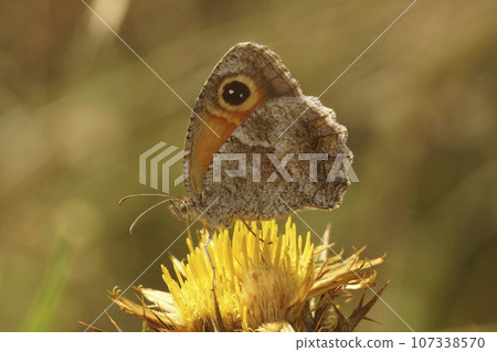 Closeup on the Southern Gatekeeper butterfly, Pyronia celicea sitting with closed wings on Field Eryngo Closeup on the Southern Gatekeeper butterfly, Pyronia celicea sitting with closed wings on Field Eryngo 107338570