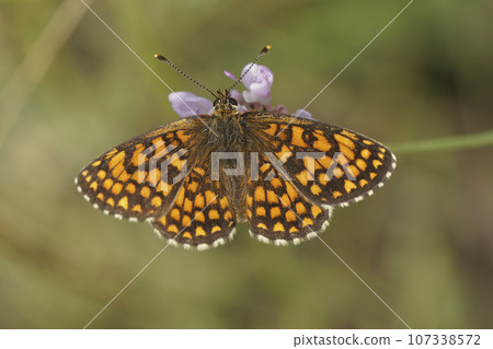 Closeup on a Mediterranean Southern Heath fritillary, Melitaea celadussa with spread wings Closeup on a Mediterranean Southern Heath fritillary, Melitaea celadussa with spread wings 107338572