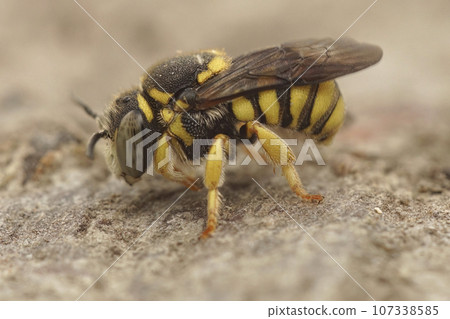Closeup on a male European Yellow rotund resin bee, Anthidiellum strigatum sitting on the ground Closeup on a male European Yellow rotund resin bee, Anthidiellum strigatum sitting on the ground 107338585