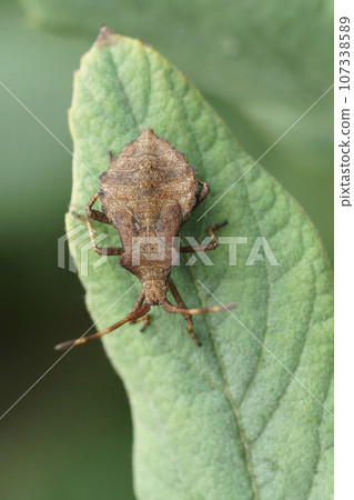Vertical closeup on an instar nymph of the Dock bug, Coreus marghinatus sitting on a green leaf 107338589