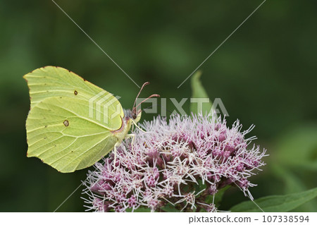 Closeup on a yellow male Brimstone butterfly, Gonepteryx rhamni sipping nectar from a pink Eupatorium cannabinum flower 107338594