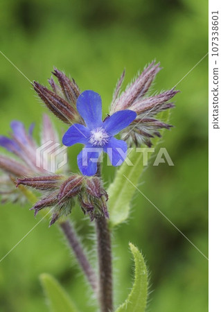 Colorful closeup on the brilliant blue flower of the Italian bugloss wildflower, Anchusa azurea Colorful closeup on the brilliant blue flower of the Italian bugloss wildflower, Anchusa azurea 107338601