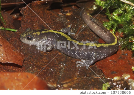 Closeup on a yellow striped long-toed salamander , Ambystoma macrodactylum from Coastal Mid-Oregon 107338606