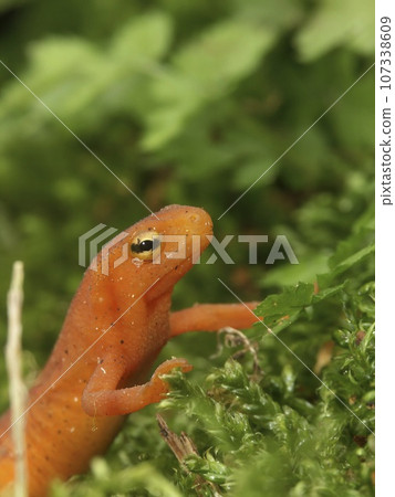 Closeup on an orange red eft juvenile of the Eastern or red-spotted Newt, Notophthalmus viridescens Closeup on an orange red eft juvenile of the Eastern or red-spotted Newt, Notophthalmus viridescens 107338609