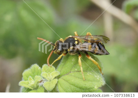 Closeup on a large yellow Nomad solitary cuckoo bee, Nomada sexfasciata in green vegetation 107338613