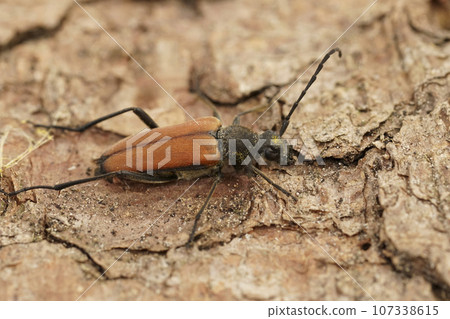 Closeup on the brilliant red Anastrangalia reyi, longhorn beetle sitting on wood 107338615