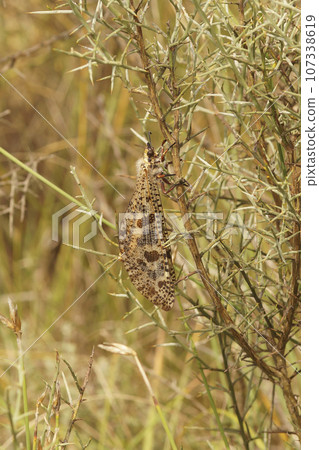 Vertical closeup on a giant Mediterranean antlion insect, Palpares libelluloides, hanging in the vegetation Vertical closeup on a giant Mediterranean antlion insect, Palpares libelluloides, hanging in the vegetation 107338619