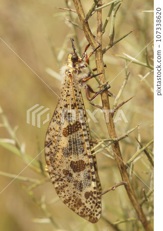 Vertical closeup on a giant Mediterranean antlion insect, Palpares libelluloides, hanging in the vegetation 107338620