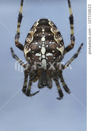 Closeup on a Common European garden spider, Araneus diadematus hanging against a blue sky Closeup on a Common European garden spider, Araneus diadematus hanging against a blue sky 107338623