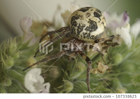 Closeup on a female Furrow orbweaver spider, Larinioides cornutus in vegetation Closeup on a female Furrow orbweaver spider, Larinioides cornutus in vegetation 107338625