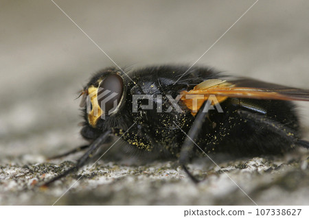 Closeup on an orange, black noon fly, Mesembrina meridiana, sitting on a grey tree trunk 107338627