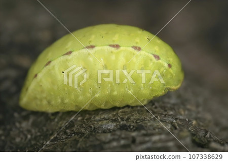 Natural vertical closeup on somewhat unusual, green caterpillar of the pale colored festoon moth, Apoda limacodes Natural vertical closeup on somewhat unusual, green caterpillar of the pale colored festoon moth, Apoda limacodes 107338629