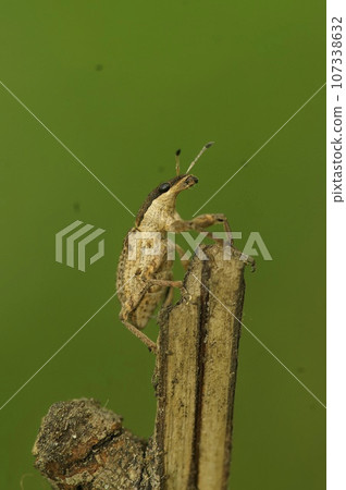 Natural closeup on a small brown European weevil beetle, Sitona gressorius, sitting on a twig 107338632