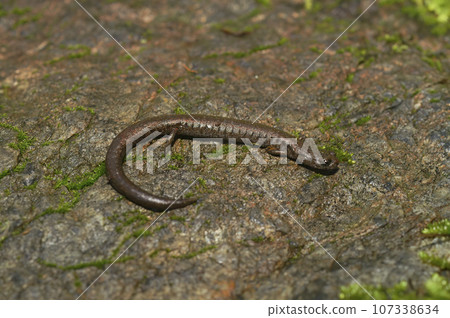 Closeup on the California Batrachoseps diabolicus, Hell Hollow slender salamander from the Merced River area 107338634