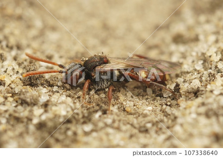 Detailed closeup on a male bear-clawed nomad bee, Nomada alboguttata sitting on the ground Detailed closeup on a male bear-clawed nomad bee, Nomada alboguttata sitting on the ground 107338640