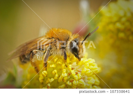 Closeup on a Mellow Miner, Andrena mitis, sitting on top of a male willow, Salix , collecting pollen Closeup on a Mellow Miner, Andrena mitis, sitting on top of a male willow, Salix , collecting pollen 107338641