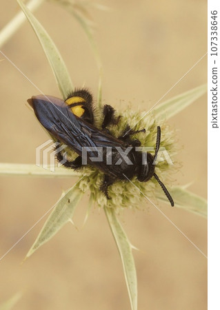 Detailed closeup on a harmless mediterranean scollid wasp , Scolia hirta on field eryngo, Eryngium campestre Detailed closeup on a harmless mediterranean scollid wasp , Scolia hirta on field eryngo, Eryngium campestre 107338646