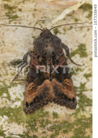 Closeup on a small angle shades moth ,Euplexia lucipara, sitting on wood 107338649