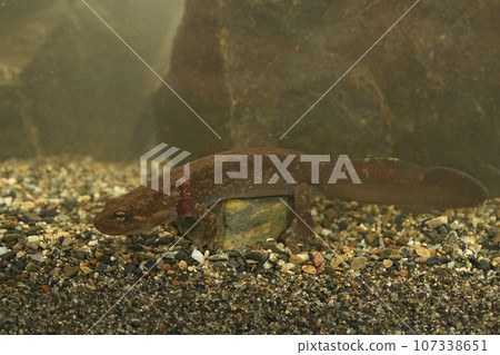 Full body closeup on a large brown juvenile neotenic coastal giant salamander, Dicamptodon tenebrosus with gills Full body closeup on a large brown juvenile neotenic coastal giant salamander, Dicamptodon tenebrosus with gills 107338651