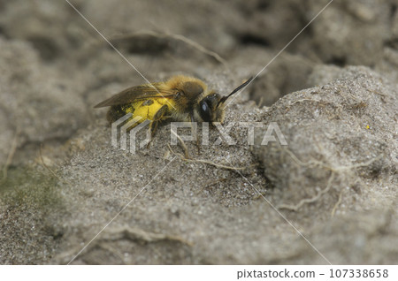 Closeup shot of a female, small sallow mining bee, Andrena praecox, sitting on the ground Closeup shot of a female, small sallow mining bee, Andrena praecox, sitting on the ground 107338658