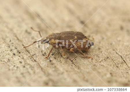 Closeup on a small European weevil species, Strophosoma capitatum sitting on wood Closeup on a small European weevil species, Strophosoma capitatum sitting on wood 107338664