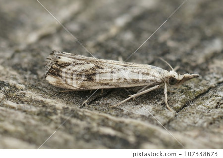 Closeup on a small crambid moth, Closeup shot of the Catoptria falsella sitting on wood Closeup on a small crambid moth, Closeup shot of the Catoptria falsella sitting on wood 107338673