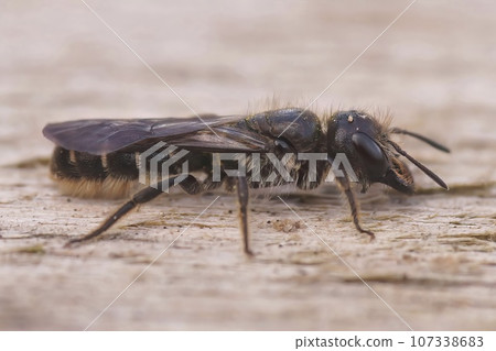 Closeup on a female of the large or sleepy scissor bee, Chelostoma florisomne sitting on wood Closeup on a female of the large or sleepy scissor bee, Chelostoma florisomne sitting on wood 107338683