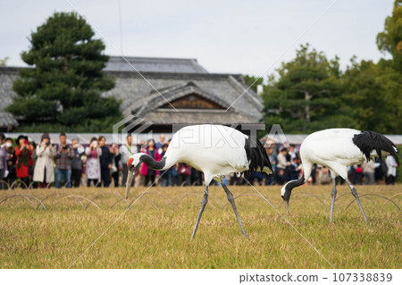 【岡山縣】後樂園丹頂鶴園漫步 107338839