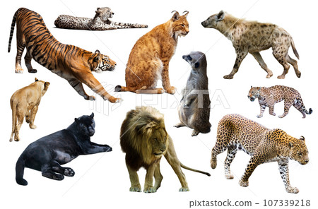 Set of wild mammals isolated over white 107339218